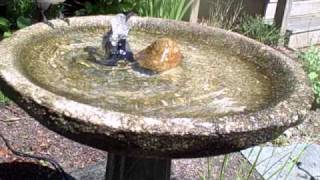 multi bird birdbath blue jay oriole cowbird catbird [upl. by Kinnard]