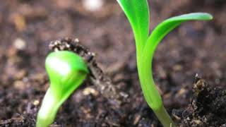 What Are the Differences between Seeds and Seedlings [upl. by Cogan]