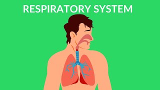 Respiratory System  How we breathe  Video for kids [upl. by Aniloj]