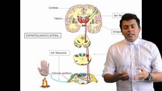 Fisiología del dolor [upl. by Arema496]