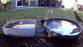 American Robin guzzling water at the bird bath [upl. by Enytsuj]