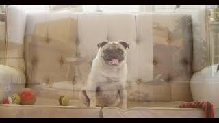 Pug Commercial [upl. by Blinnie419]