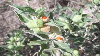 Ashwagandha Propiedades Y Beneficios Medicinales Withania somnifera [upl. by Hentrich]