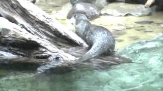 Lutra lutra European otter Utter Nutria europea Odder Oter Vidra Loutre dEurope Video [upl. by Aivekal]