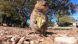 Want to see a quokka eat a leaf [upl. by Engeddi251]