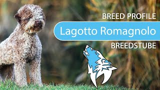 ► Lagotto Romagnolo Breed 2020 Temperament amp Training [upl. by Kenlee]