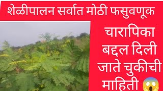 पूर्ण सुक्या चार्यावर होऊ शकते शेळीपालन 😱  गावरान shelipalanmahiti  सुक्का चारा drymatter 🌱 [upl. by Lilli252]