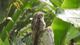 Common Potoo Nyctibius griseus [upl. by Jak36]