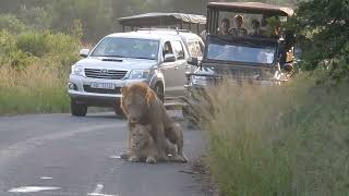 Lions Mating on South African Reserve [upl. by Beckerman]