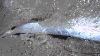 Oarfish Encounter Sea of Cortez [upl. by Poree502]