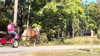 Haflinger driving [upl. by Milton514]