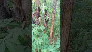 Layu Fusarium Sangat BerbahayaCiriciri pohon pisang terkena lagu fusarium [upl. by Richers426]