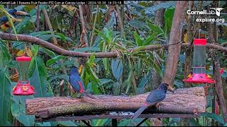 Toucans having an afternoon snack Collared aracari  Pteroglossus torquatus [upl. by Aysab503]