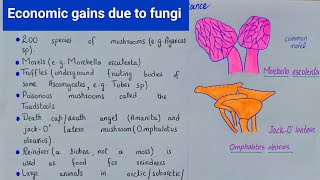 Economic gains due to fungi  Commercial Importance of fungi  class 11 [upl. by Zebaj]