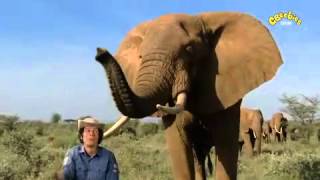 Andys Wild Adventures  Elephant Safari [upl. by Tlihcox384]