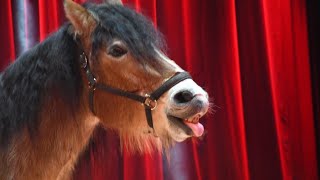 Spindler Family  Comedy Horse Act  Lörracher Weihnachtscircus 2324 [upl. by Calley]