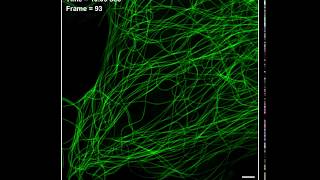 How microtubules affect the shape of the endoplasmic reticulum [upl. by Asert]