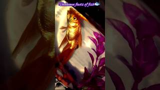 Unknown facts of fish 🐟🐠 part1 fish aquarium study facts [upl. by Aileve]