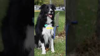 The Fascinating History of Border Collies  The Worlds Smartest Dog [upl. by Kristof]