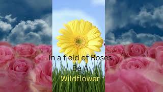 In a Field of Roses Be a Wildflower [upl. by Elayor]