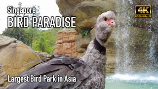 Bird Paradise  Asias Largest Bird Park  Singapore [upl. by Elvia556]