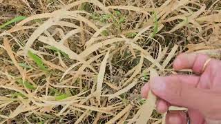 तणनाशकाशिवाय तण नियंत्रण करा Control Weeds without using Weedicides weedicide weedcontrol [upl. by Fatsug807]