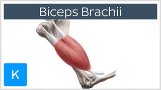 Biceps Brachii Muscle  Origins amp Actions  Human Anatomy  Kenhub [upl. by Berny]