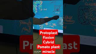 biology facts science biotechnology cybrid pomato miracle protoplastfission [upl. by Wappes]