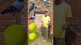 Ball to crow pigeon parrot amp peacock Vehicals name funny vfx magic video viral shorts ytshorts [upl. by Nnaid391]