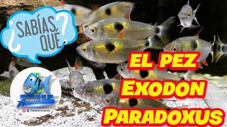 ¿SABIAS QUE EL PEZ EXODON PARADOXUS [upl. by Leahciam858]