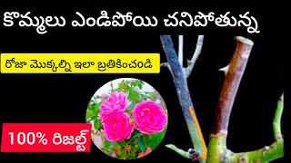 Rose dieback disease causes and treatment in telugu [upl. by Otsuaf]