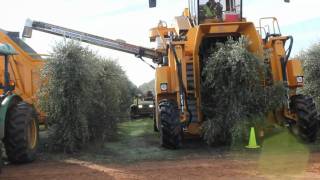 Oxbo 6420 Super High Density Olive Harvester [upl. by Lladnyk224]