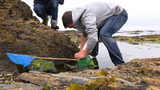 Rock Pools  Penzance Cornwall  Crabs Fish and Sea Star Starfish  UK Wildlife [upl. by Nnylsaj]