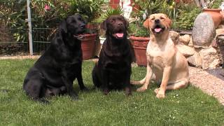 Labrador Retriever Informationen zur Rasse [upl. by Ankeny904]