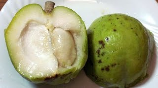 What is a White Sapote What does it Taste Like [upl. by Nnylecoj]