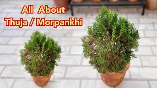 गर्मियों में Morpankhi पौधे को हराभरा और घना कैसे बनाएँ Thuja plant grow care tips [upl. by Stratton]