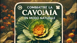 Come combattere la cavolaia con metodi naturali e biologici [upl. by Darleen]