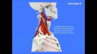 Biomeccanica della respirazione Respira con noi [upl. by Eelinej]