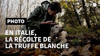 Italie la saison de la récolte des truffes blanches bat son plein  AFP Photo [upl. by Edals232]