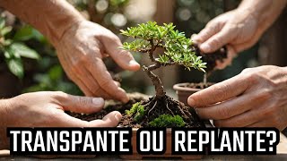 Transplante ou replante [upl. by Raseta221]