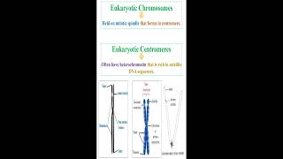 Eukaryotic Chromosomes and Centromeres geneticteacher [upl. by Aidekal]