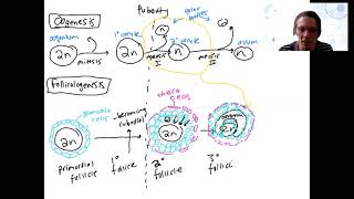 29 folliculogenesis [upl. by Alyakim]