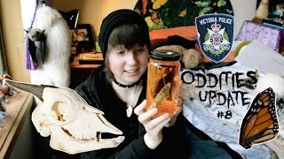 Oddities Update 8 [upl. by Alioz931]