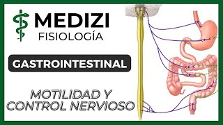 Clase 43 Fisiología Gastrointestinal  Motilidad y Control Nervioso IGdoctorpaiva [upl. by Ahsas]