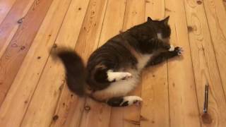 Katze krampft epileptischen Anfall  Cat cramps epileptic seizur [upl. by Tye909]