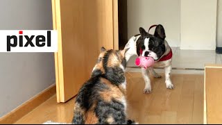 French Bulldog Desperately Tries to Play with Unamused Cat [upl. by Sudnor844]