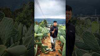 Cactus Pruning Techniques For High Yield Fruits farming agriculture satisfying [upl. by Nosrak]