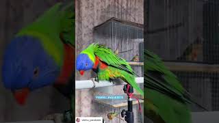 Lorikeet birds birdslover petowner pet [upl. by Sanfo]