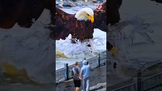 Seeing a big eagle catching fish [upl. by Eegnat]