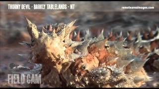 Thorny Devil  Moloch horridus [upl. by Jahdai]